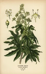 日本のアラリアまたは光沢のある葉の紙の植物、タツノオトシゴ。