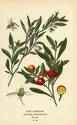 エルサレムチェリー、Solanum pseudocapsicum var. ジフローレス