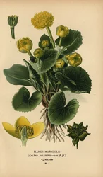 マーシュ マリーゴールド、Caltha palustris。