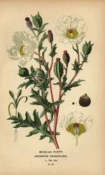 メキシコのケシ、Argemone grandiflora。