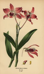 高貴なデンドロビウム蘭、デンドロビウム ノビル。 Edward Step’s Favorite Flowers of Garden and Greenhouse、Frederick Warne、ロンドンの Desire Bois によるイラストのクロモリトグラフ