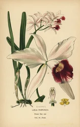紫色に染まったラエリア蘭、Cattleya purpurata (Laelia purpurata)。 Edward Step’s Favorite Flowers of Garden and Greenhouse、Frederick Warne、ロンドンの B. Herincq によるイラストのクロモリトグラフ