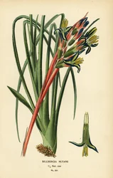 女王の涙植物、Billbergia nutans。 Edward Step’s Favorite Flowers of Garden and Greenhouse、Frederick Warne、ロンドンの Desire Bois によるイラストのクロモリトグラフ