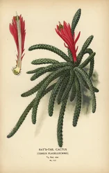ネズミノオサボテン、Disocactus flagelliformis。
