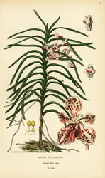 バンダ三色蘭。 Edward Step’s Favorite Flowers of Garden and Greenhouse、Frederick Warne、ロンドンの B. Herincq によるイラストのクロモリトグラフ