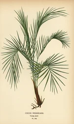 ウェッデルのやし、Lytocaryum weddellianum、若い植物 (Cocos weddeliana)。 Edward Step’s Favorite Flowers of Garden and Greenhouse、Frederick Warne、ロンドンの Desire Bois によるイラストのクロモリトグラフ