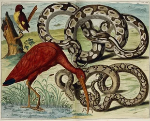 鳥とヘビ、プレート62、「もの豊かな自然の宝物ノヴァの説明」、1734-1765