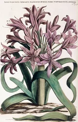 リリオ・ナルシサス、1697-1701
