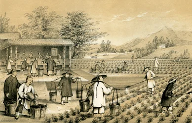 お茶の文化と準備、中国、1847年。