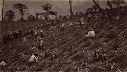 1875年、アンティグア・デ・グアテマラにコーヒー農園を設立、1877年に出版。