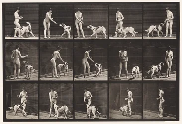 プレート 514犬の餌付け