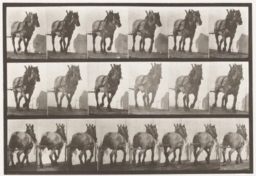 プレート566.Hauling; Dark-Gray Belgian Horse Dusel、1885
