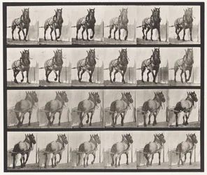 プレート568ダークグレーのベルギー馬「ビリー」の運搬作業