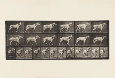 プレート571.Hauling; Light-Gray Mare Johnson、1885