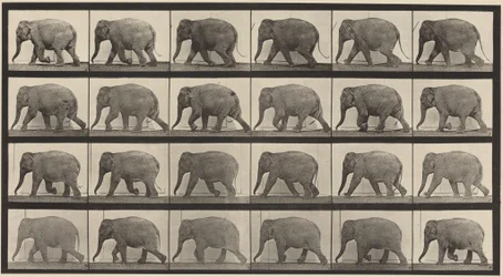 図版番号733。歩くゾウ