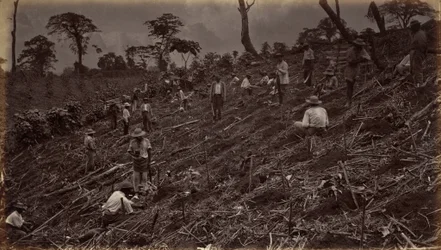 1875年、アンティグア・デ・グアテマラでのコーヒー農園の立ち上げ。