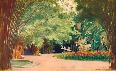 竹林-植物園、1914