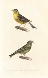 大西洋のカナリアとヨーロッパのセリン。