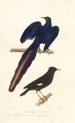 ハッカチョウとオナガテリムク