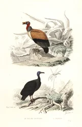 キングコンドルとシチメンチョウ。