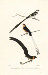 ホワイダ鳥。