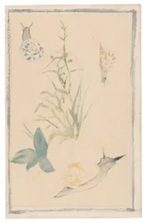 マネ - カタツムリ、草花のスケッチ, 1864-68
