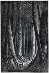 フランス領ギアナの森、Riouの絵、"Le Tour du Monde", 2nd sem.1879.