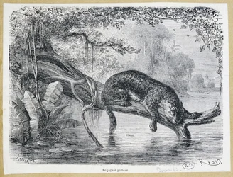 水上の木の幹で獲物を見るジャガー - 彫刻 19世紀