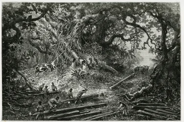 アンデスの森でのマホガニーの搾取。1882年、考古学者・写真家のデジレ・シャルネ（1828-1915）が執筆した「ユカタンとラカンドンの地への旅」の挿絵としてリウが描いた版画。Tour du monde nou』に掲載。