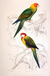 1.黄色い頭のインコ。 2.オムニカラードインコ