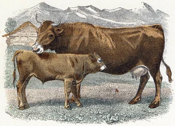 Vaca de bezerro - “Alfabeto ilustra animais” século XIX (gravura)