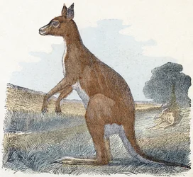カンガルー-「アルファベットは動物を示しています」19世紀（彫刻）