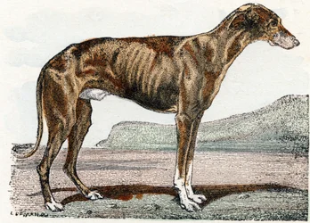 Levrier (犬)-「アルファベットは動物を示しています」19 世紀 (彫刻)