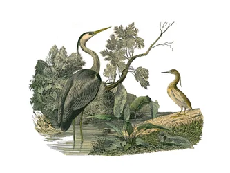 ナチュラルヒストリーボード。鷺や蟹などの水鳥や渡り鳥を描いた動物図鑑。博物学者ジョルジュ・ルイが執筆した『ビュフォン全集』の鳥類に関する9巻から抜粋した図版。