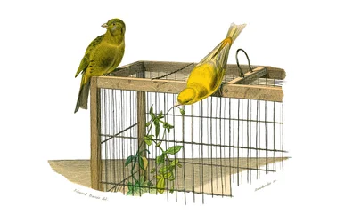 博物学的なボード。conirostrous passerines（円錐形のくちばし）を表す動物学的ボード。カナリア諸島。博物学者ビュフォン伯爵ジョルジュ・ルイ・ルクレール（1707年