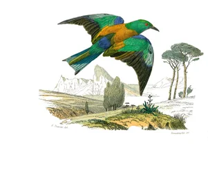 博物学的なボード。conirostrous passerines（円錐形のくちばし）を表す動物学的ボード。ヨーロッパのロリエ。博物学者ビュフォン伯爵ジョルジュ・ルイ・ルクレールが著した『ビュフォン全集』の鳥類に関する9巻から描かれた図版（1