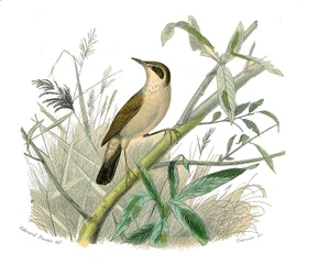 博物学的なボード。conirostrous passerines（円錐形のくちばし）を表す動物学的ボード。朱雀。博物学者ビュフォン伯爵ジョルジュ・ルイ・ルクレール（1707-1788）の『ビュフォン全集』鳥類編9巻からの図版。