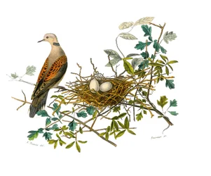 博物学的なボード。鳥類図譜：巣の近くの鳩。博物学者ビュフォン伯爵ジョルジュ・ルイ・ルクレール（1707-1788）が1749年から1788年にかけて執筆した『ビュフォン全集』の鳥類に関する9巻から描かれた図版。