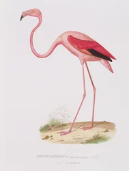 Phenicopterus americanus（フラメンコ）（原文）は、フルニエ、パブによって刻まれました。 Bougeardより