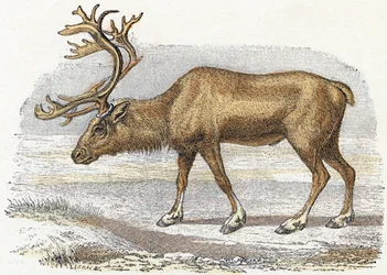 Xandarus - ”Aakkoset kuvaavat eläimiä” 1800-luku (kaiverrus)