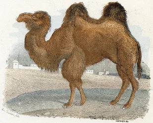 「動物図鑑アルファベット」より