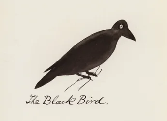 Edward Lear, The Bird Book: The Black Bird (カラーリソ)