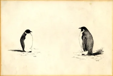 皇帝ペンギン