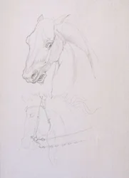 馬の頭の習作（紙に鉛筆）