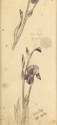 アイリス、1869