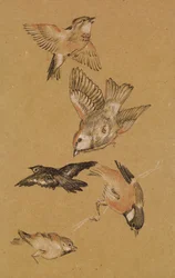 巡礼者を導く愛-鳥の研究：フィンチ、1897