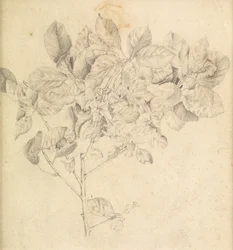 リンゴ園の研究