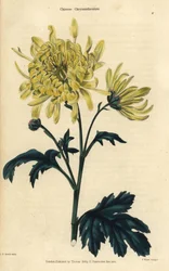 黄菊