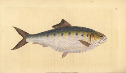 Allis shad, Alosa alosa（シャッド、Clupea alosa）。エドワード・ドノバンが、ロンドンのDonovan and F.C. and J. Rivington, Londonの「Natural History of British Fishes」から描いて彫った手彩色の銅版画。