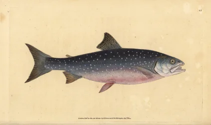 北極イワナ、Salvelinus alpinus alpinus（アルパインサーモン、Salmo alpinus）。エドワード・ドノバンが、ロンドンのDonovan and F.C. and J. Rivington社の『Natural History of British Fishes』から手描きで銅版画を作成したもの。